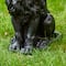 Glitzhome® 21" Black Sitting Lion Garden Statue
